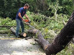 Best Tree Trimming and Pruning  in Birmingham, AL